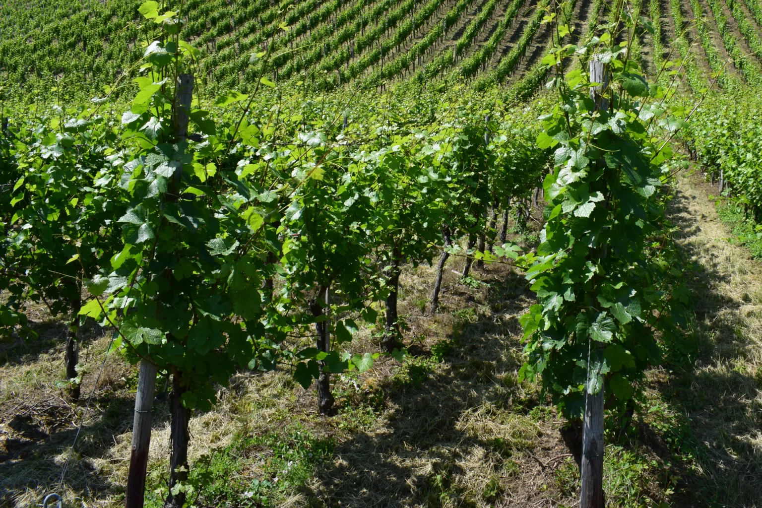 Weinberge im unteren Ahrtal